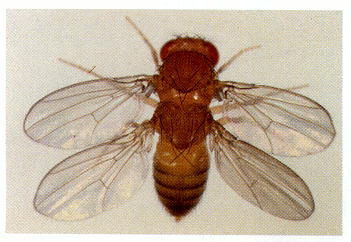 four winged fruit fly
