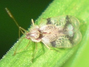 Lace Bug Adult