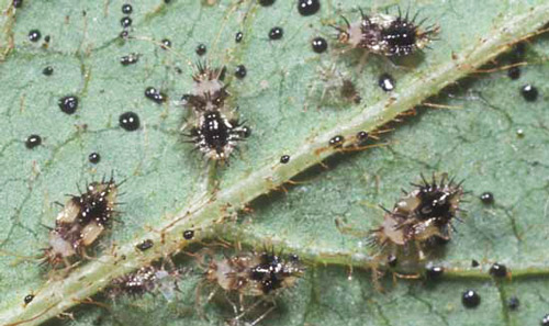 Lace Bug nymphs