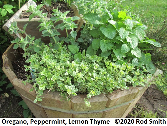 Herb planter