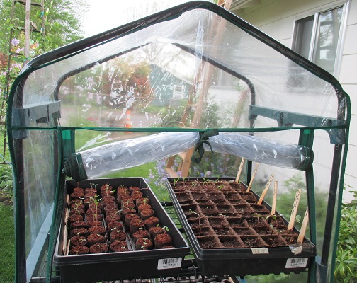 Mini Greenhouse