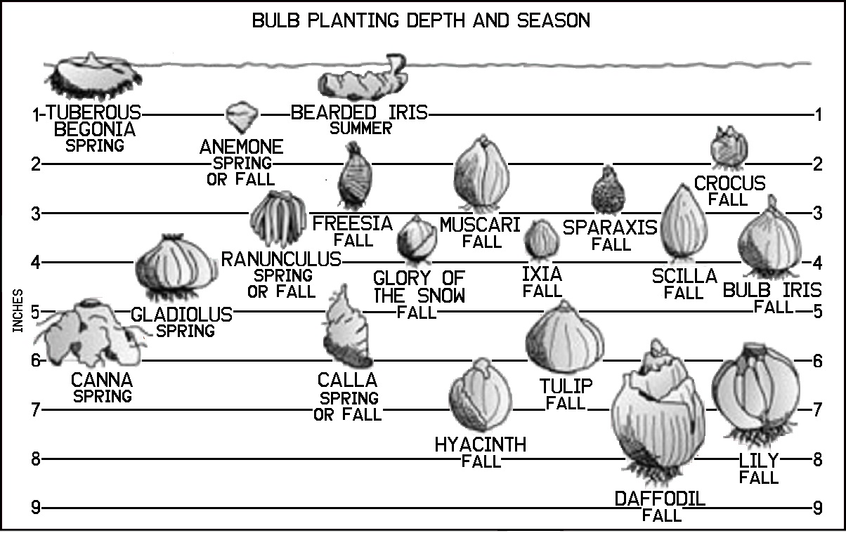 Bulb Planting Chart