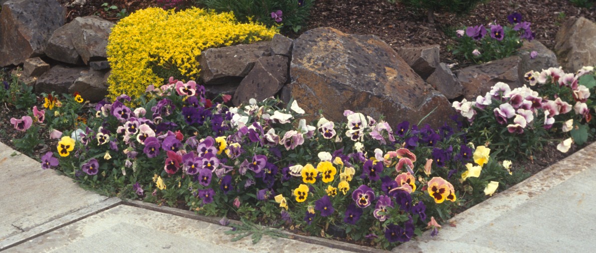 Flower Bed