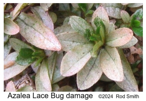 Azalea Lace Bug Damage