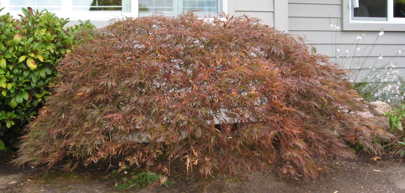 Peek-a-boo pruned Laceleaf Japanese Maple