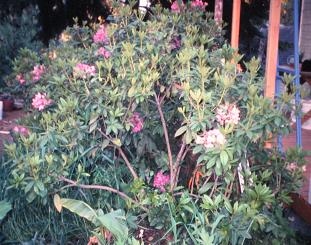 Overgrown Rhodie before