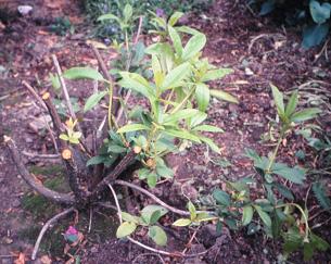 Overgrown Rhodie after