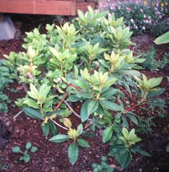 Overgrown Rhodie 4 months later