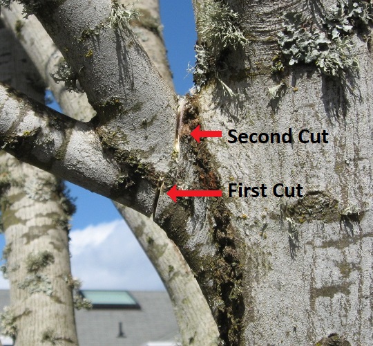 Three step branch cut
