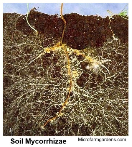 Mycorrhizae supply water and nutrients to plant roots