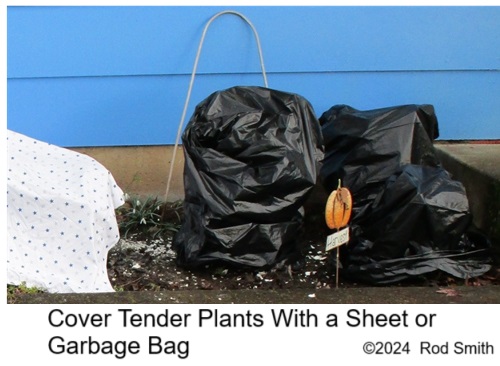 Covered plants